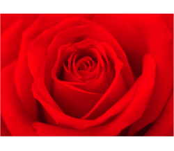 RED ROSE_PRINTED PICTURE (2)